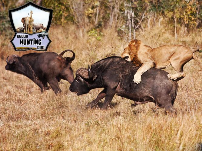 Animals Hunting Schermafbeelding 0